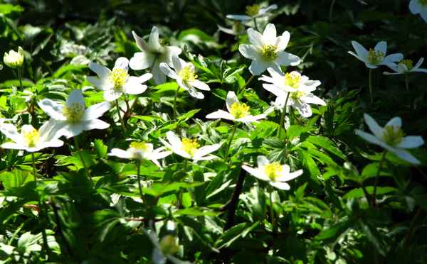 Buschwindröschen im Licht- und Schattenspiel