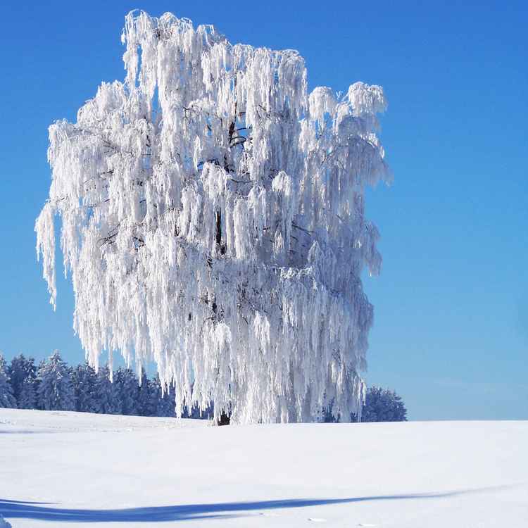 Vereister Weidenbaum