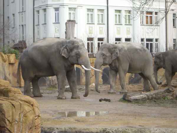 Elefant