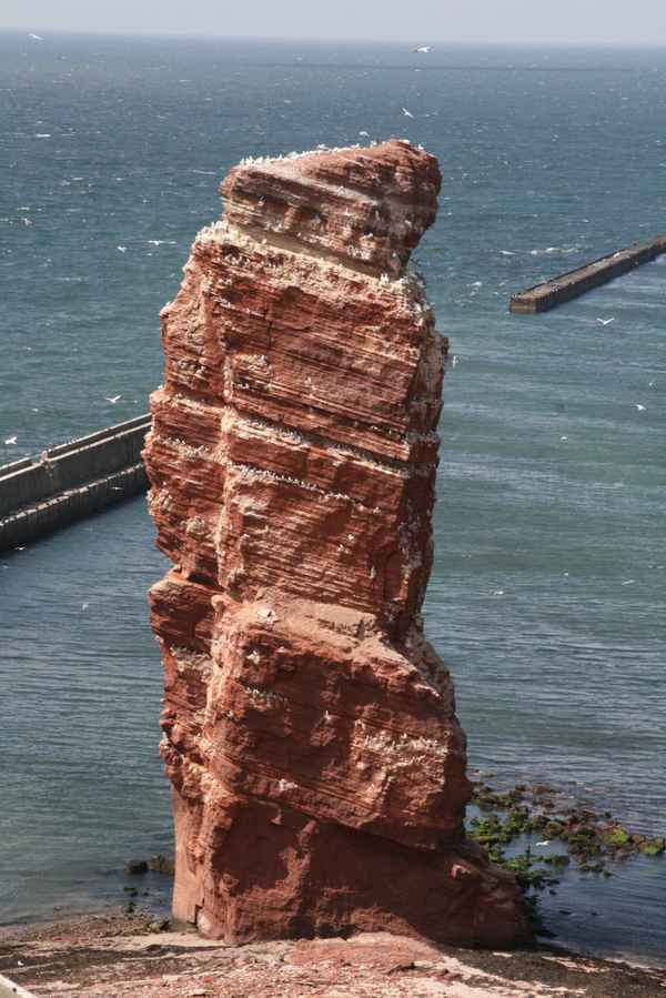 Lange Anna (Helgoland) mit vielen Vögeln. / Foto: Alexander Hauk