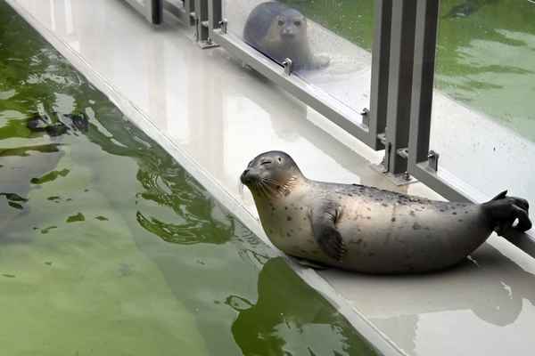 Seehundstaton Lauwersoog