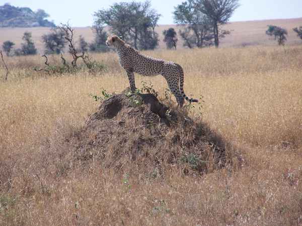 Gepard 2