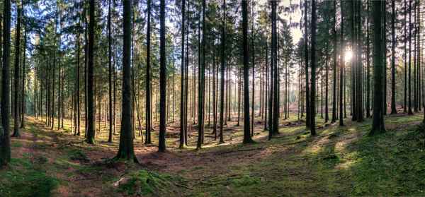 Fichtenwald im Sonnenschein
