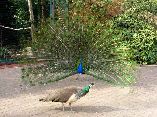 Pfau wirbt um sein Lieblingsweibchen