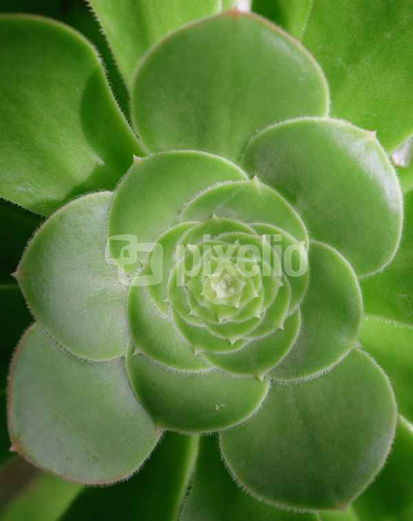 Aeonium canariense
