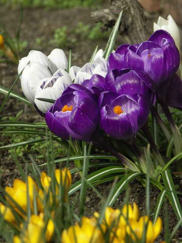 Der Frühling ist da
