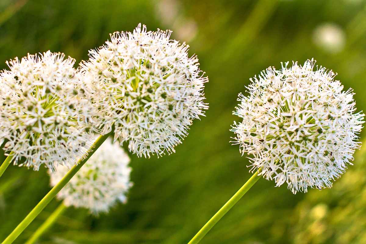 Allium II