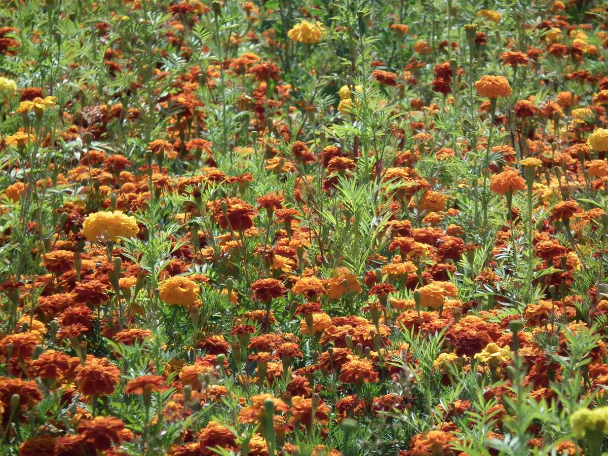 Ein Feld voll blühender Nelken
