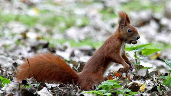 Eichhörnchen