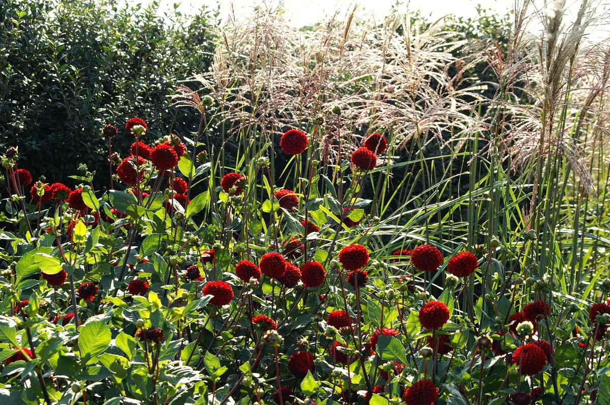 Dahlien und Gräser im Spätsommer