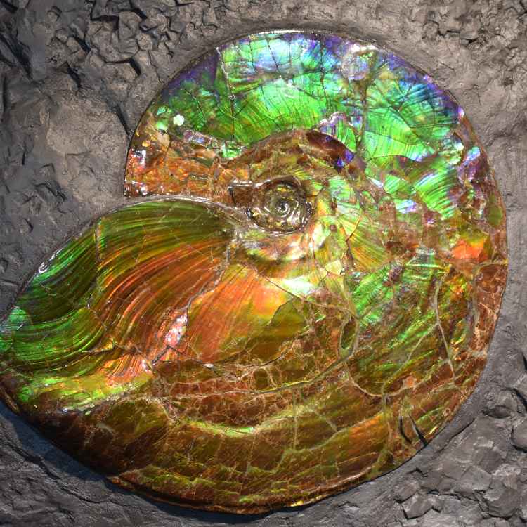 Ammonit in Farbenpracht