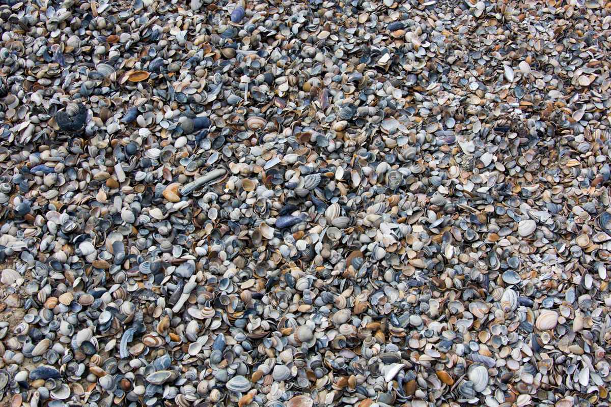 Tausend und eine Muschelschale