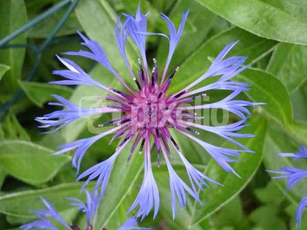 Kornblume von oben