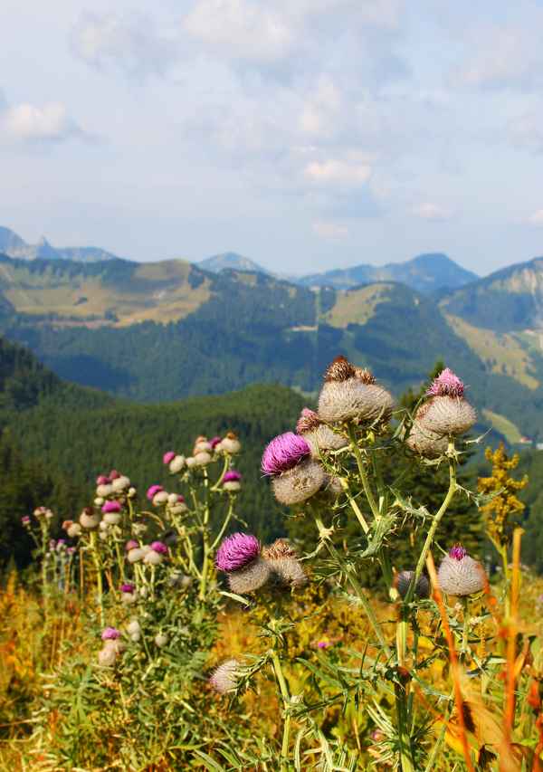 Wollkopf-Kratzdistel 01