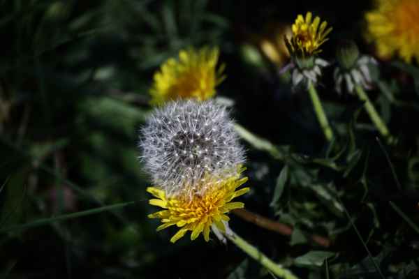Pusteblume