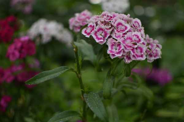 Pink Flower