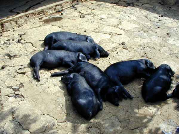 Siesta