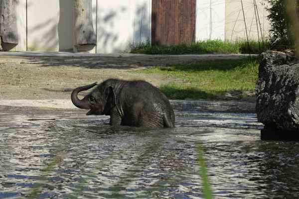 Elefantenbaby beim Baden III