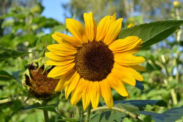 Sonnenblume