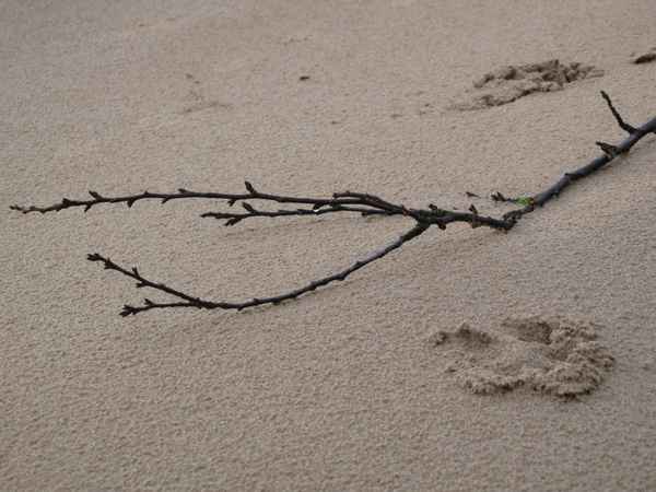 Strandgut