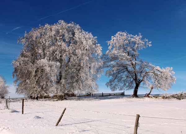 Weidbuchen im Winterkleid