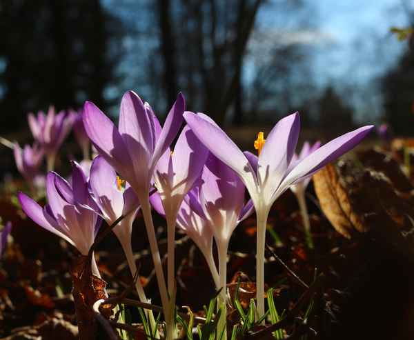 Es leuchte der Frühling 02