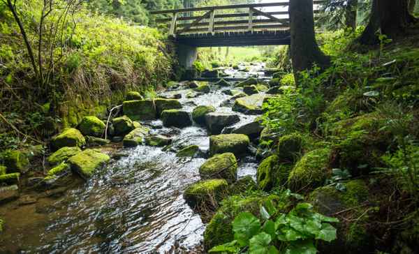 Am Sankenbach bei Baiersbronn 10