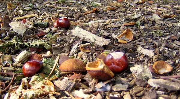 Waldboden mit Kastanien