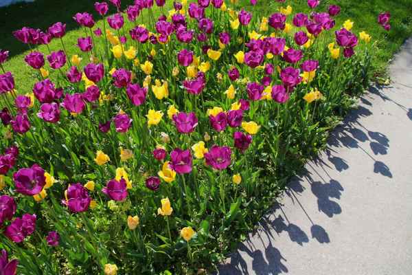 Blumengärten Hirschstetten 02