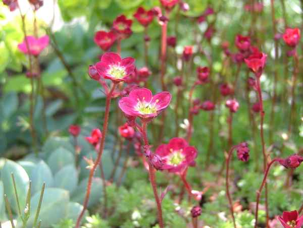 Saxifraga-Arendsii