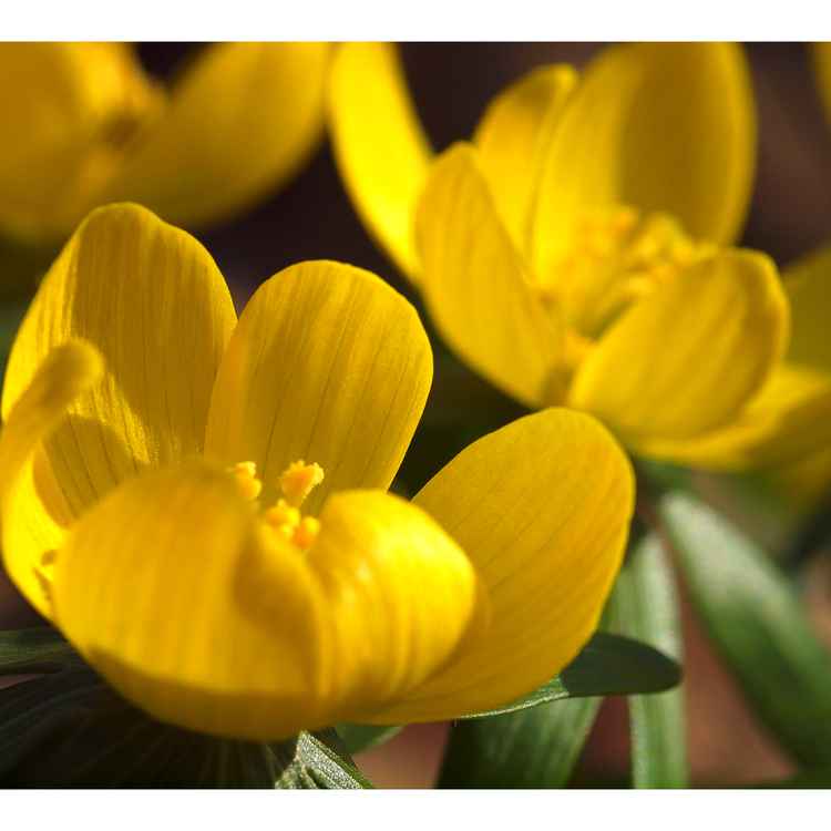 Frühling