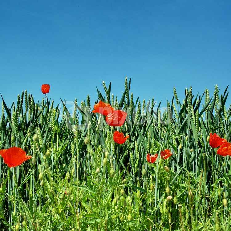 Mohnblüte am Weizenfeld