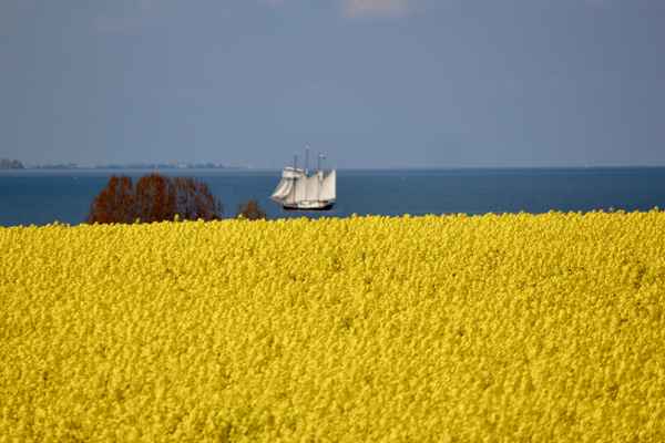 Traditionssegler im Rapsfeld