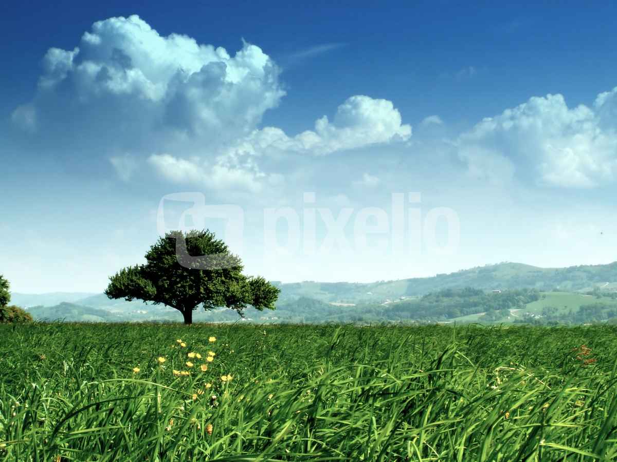 Baum im Grün