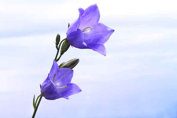 Glockenblau ohne Rand