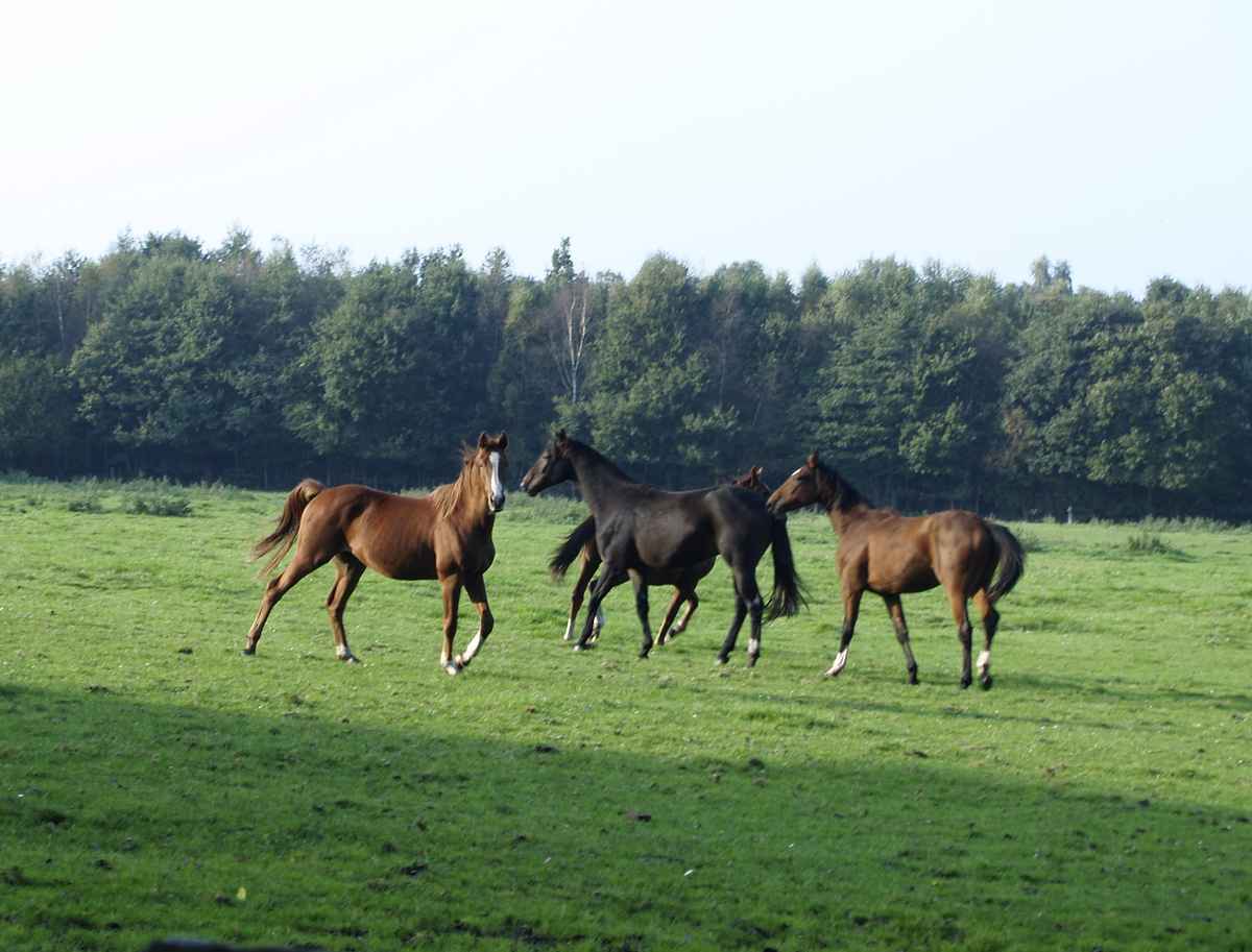 im leichten galopp