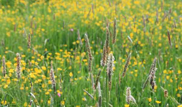 Natur im Sindelsdorfer Moor 03