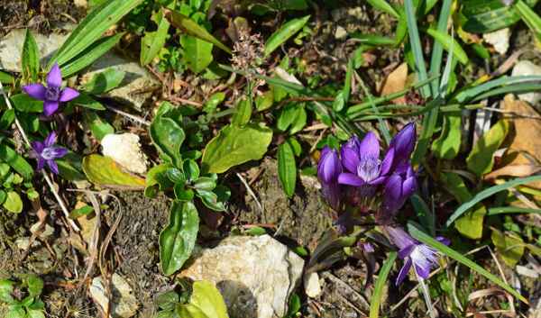 Die Flora der Bergwelt
