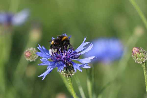 Hummel an Kornblume.