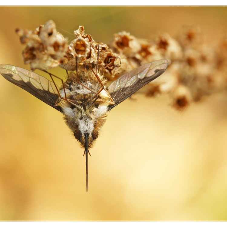 Wollibauch
