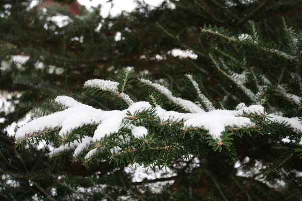 Tannenzweig mit Schnee