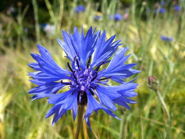 Kornblume