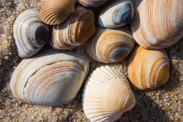 Muscheln 1