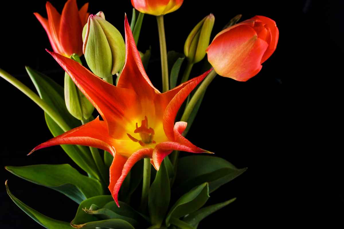 Yet another Tulpenbild II