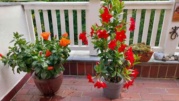Hibiskus & Dipladenia