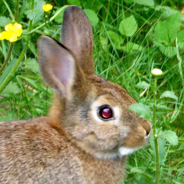 Zwergkaninchen  Serafin im Gras