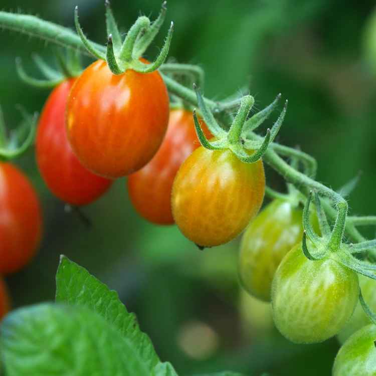 Strauchtomaten