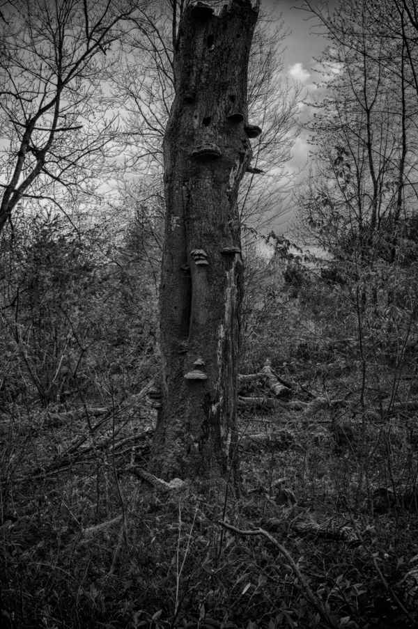 Abgestorbener Baum