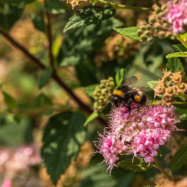 Erdhummel