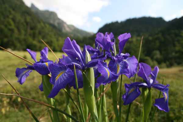 Lilien